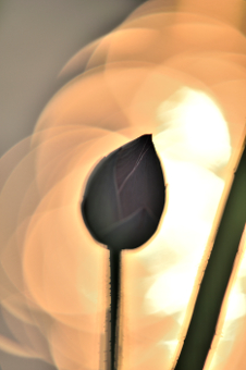 ʐ^g