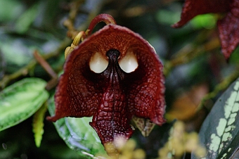 ʐ^g