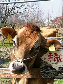 ʐ^g