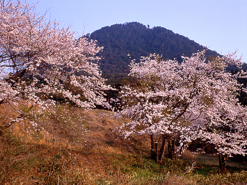 写真拡大