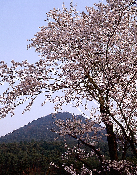 写真拡大