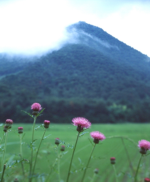 写真拡大