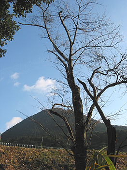 クリックすると写真が変わります