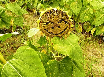 ʐ^g
