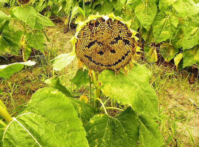 ʐ^g