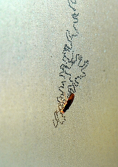 ʐ^g