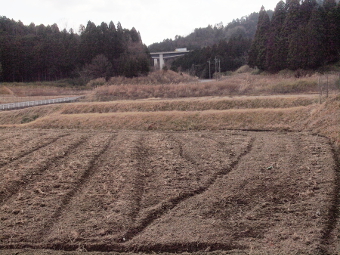 ʐ^g